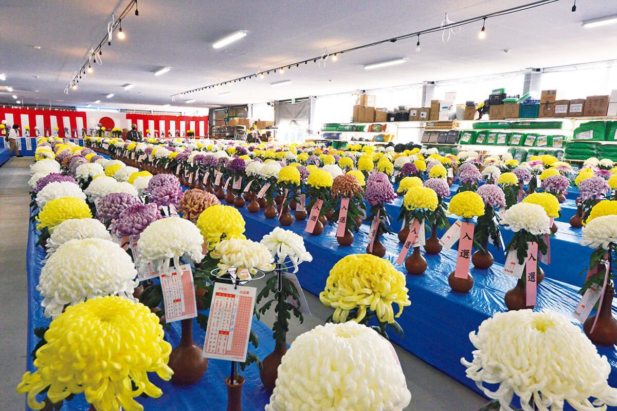 キクづくり日本一を競う祭典「第40回 日本菊花全国大会」10月20日～11月23日開催