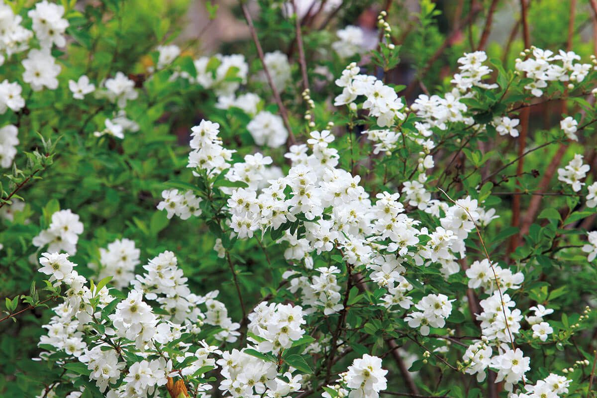 純白の花を咲かせる木で爽やかな春を～連載「木と暮らす12か月」最終回（2024年3月号）