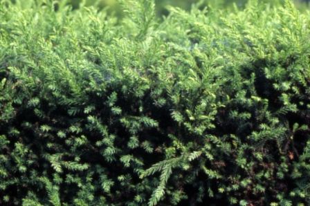 花粉が飛びやすいのはどんな天気のとき？