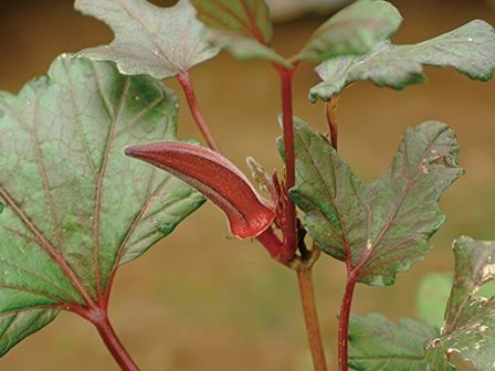 夏バテ防止のスタミナ野菜「オクラ」を育ててみよう