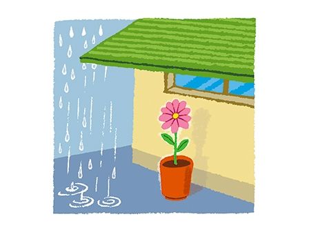 梅雨が来た！ 虫も来た！ 園芸ビギナーのための雨・害虫対策