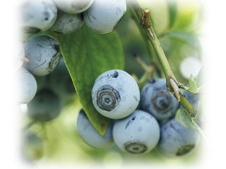 ブルーベリー栽培、来年も実をつける3つの基本