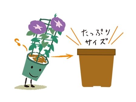 アサガオの花つきが悪い……どうすれば？