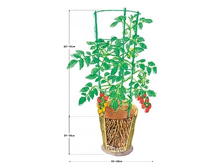 ミニトマトをプランターで育てるには