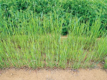 緑肥の力で菜園の地力をアップ！