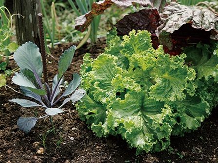 秋冬の菜園に取り入れたいコンパニオンプランツ