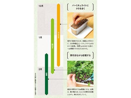 箱庭菜園で鍋野菜