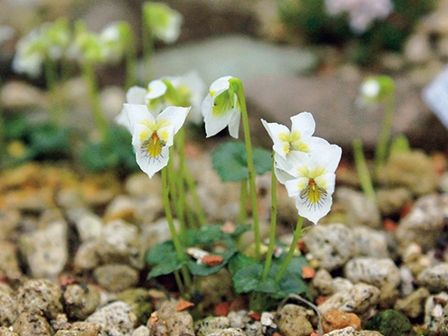 山野草の風情を損なわずにスミレを栽培するには