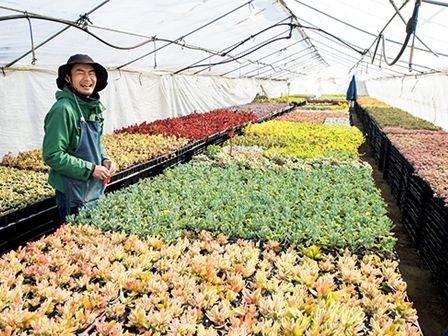 100円ショップに並ぶ多肉植物　意外な事実