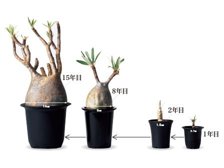 多肉植物を大きく育てる3つのポイント