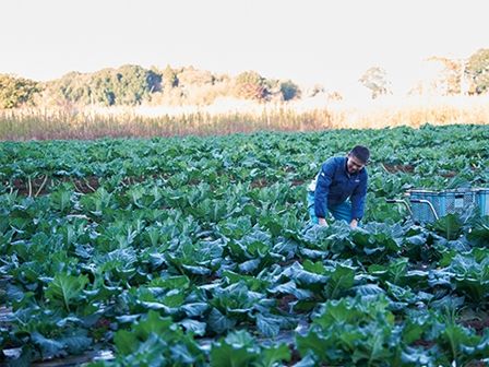 おいしい固定種を育てたい——ある農場長の思い