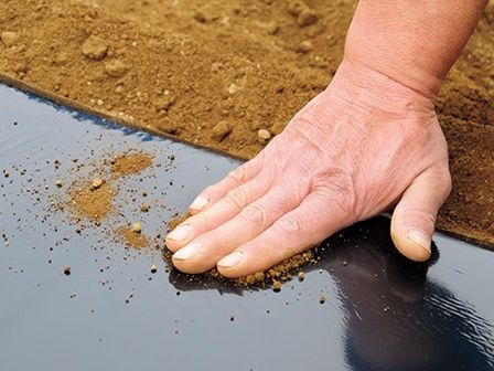 エダマメのタネをまいたら、水やりせずに「鎮圧」するべし！