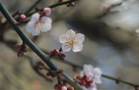 徳川斉昭はなぜ水戸にウメを植えたのか