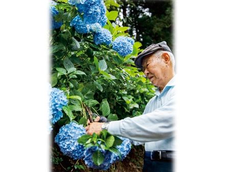 90歳のあじさい物語