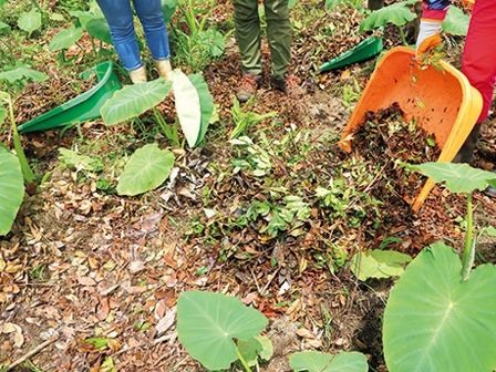 草マルチで野菜を元気に