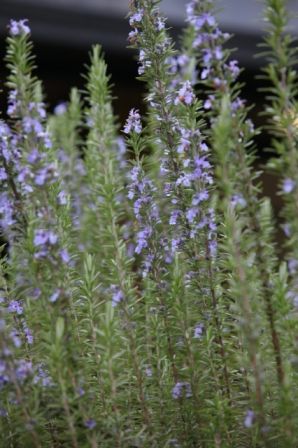 植物を「使う」という園芸