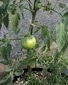 かき芽トマト 収穫出来るかな？