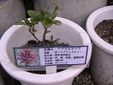 薔薇咲爺爺流・挿し木から育てる方法！！！