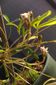 球根からオキザリス・シンデレラムーン（八重咲き）を栽培