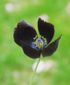 種から黒ポピーPapaver macrostomum ‘Black Magic’