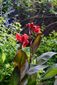 銅葉カンナ ’ブロンズスカーレット’（矮性）を種から育てる