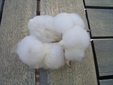 綿花に挑戦
