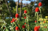 花の有る公園