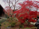 京都の庭園風景