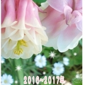 ２０１６～２０１７(*'▽'＊)ﾉ~｡.･ﾟ＊。☆♪華やかに咲き誇るお花たち