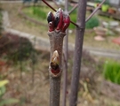 樹木、果樹（２月）