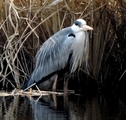 野鳥　サギ編