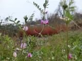 野にさく花のように