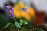 うちの草花・盆栽・山野草2016