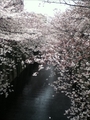 2011年桜