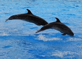 名古屋港水族館