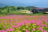 白馬五竜高山植物園の景色