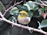 庭先のやって来る🐦小鳥や🐱子猫の色々