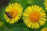 近くに咲く四季の花。