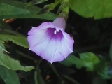 花のインテリア🥀花を活ける( 野辺で見つけた花&我が家の庭の花樹&花屋さんの花)