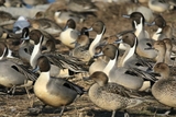 琵琶湖の野鳥　２０１８