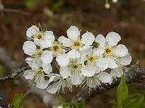 島南部の花色々