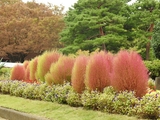 神代植物公園　2018・02～