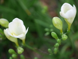 My garden of spring　(H30～)４～5月美しい時