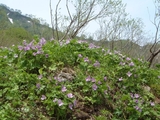 里山の花たち