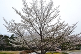 公園散歩、畑の花達