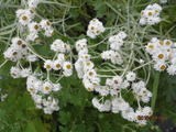 18年の山野草