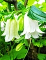 我が家の山野草🌿