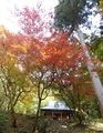 ちょっと早かった🍁鶏足寺～2018.11.12～