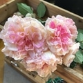 薔薇 賽昭君