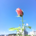 2018ミニバラ🌹